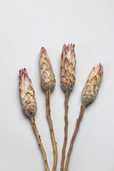 Dried Pink Bud Protea Magnifica Flowers