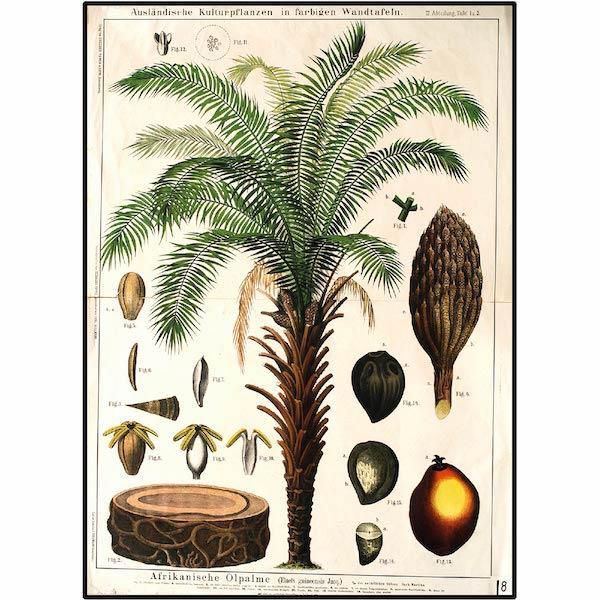 African-Palm-tree-Botanical-Print-Cuemars