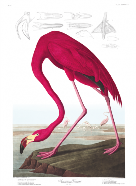 a3 bird vintage print by Audubo showcasing the splendor of the American Flamingo available at cuemars.com