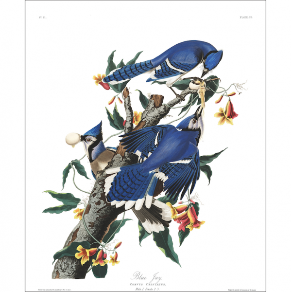 a3 bird vintage print by Audubon showcasing the splendor of the American Blue Jays available at cuemars.com