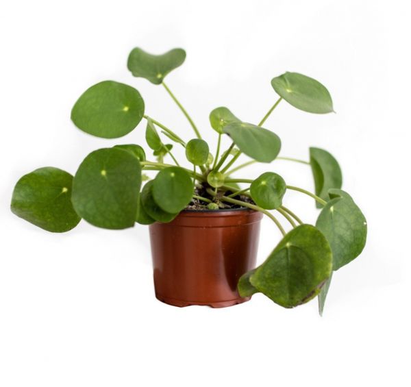 Chinese Money Plant or Pilea