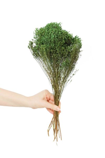 Green dried broom bloom bouquet available at cuemars.com in different colours