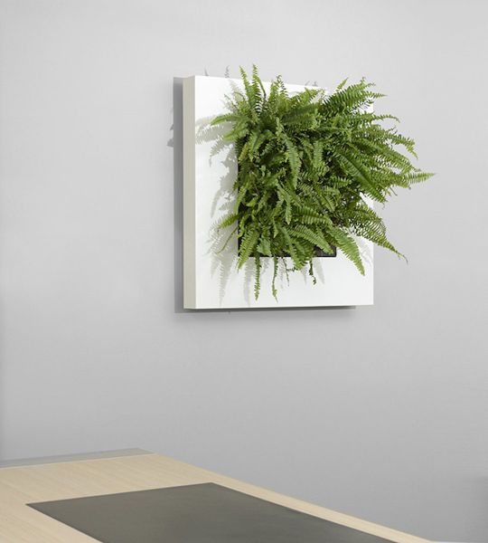 LIVE PICTURE - Living wall frame