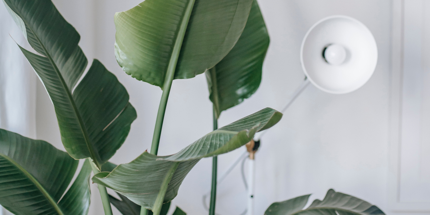 16 Ways to Style Indoor Plants
